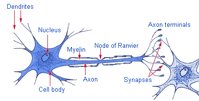 Parts of a neuron