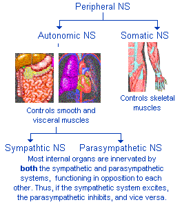 Peripheral Nervous System