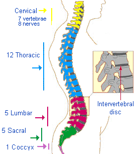 Vertebral column